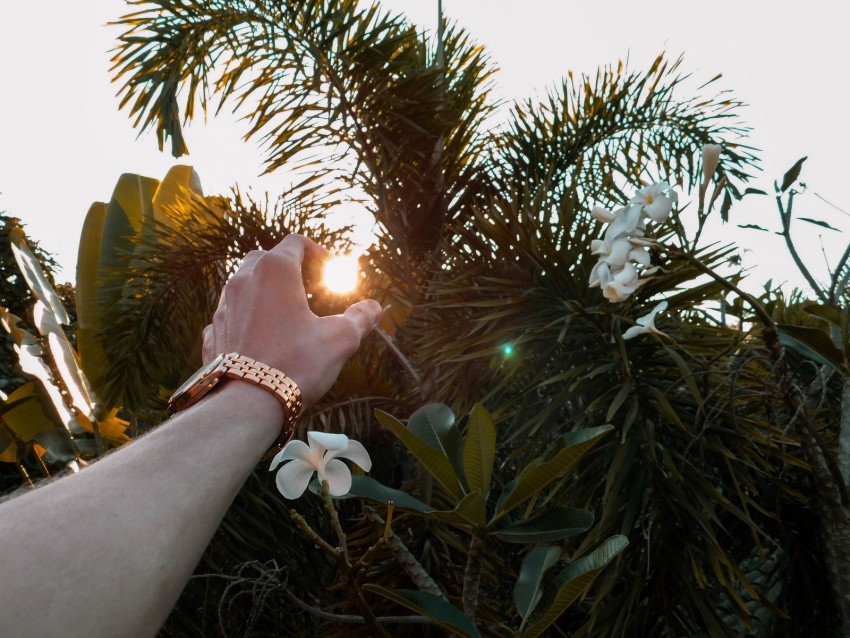 hand, sun, branches, leaves