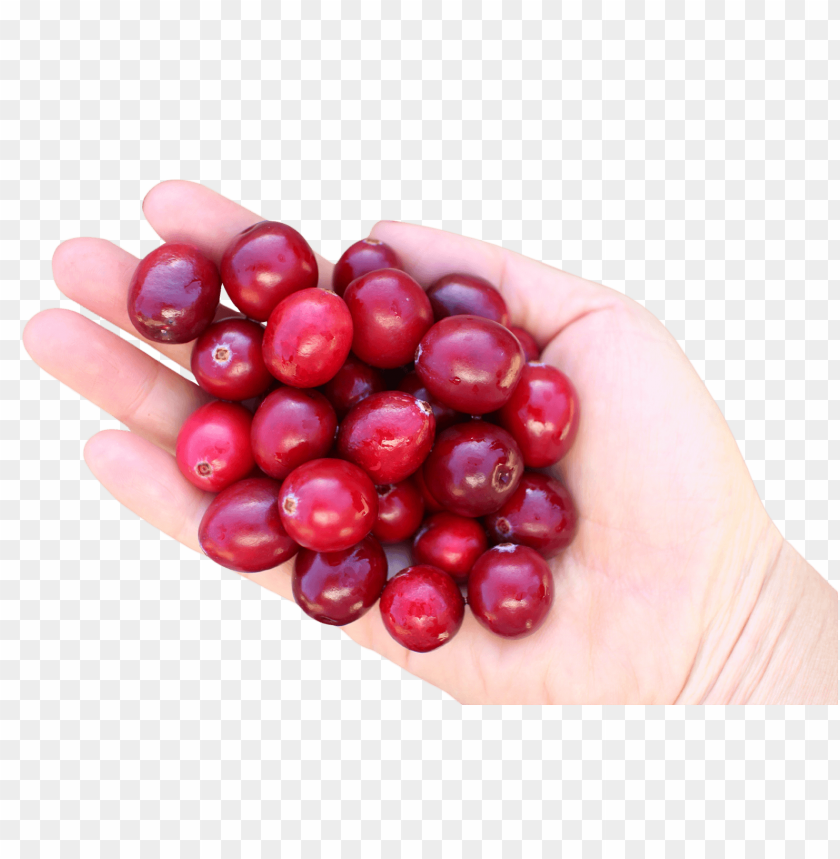 fruits, hand, berry, berries, cranberry