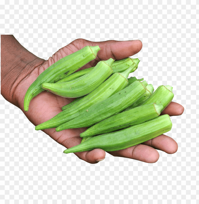 free PNG Download hand with okra png images background PNG images transparent
