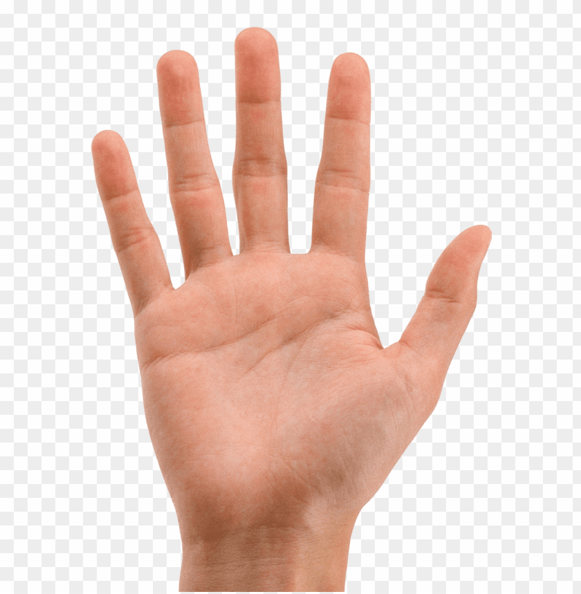 
hands
, 
prehensile
, 
multi-fingered organ
, 
forearm
, 
hand
, 
fingerprints
, 
fingers
