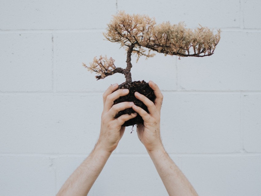hands, bonsai, tree, plant