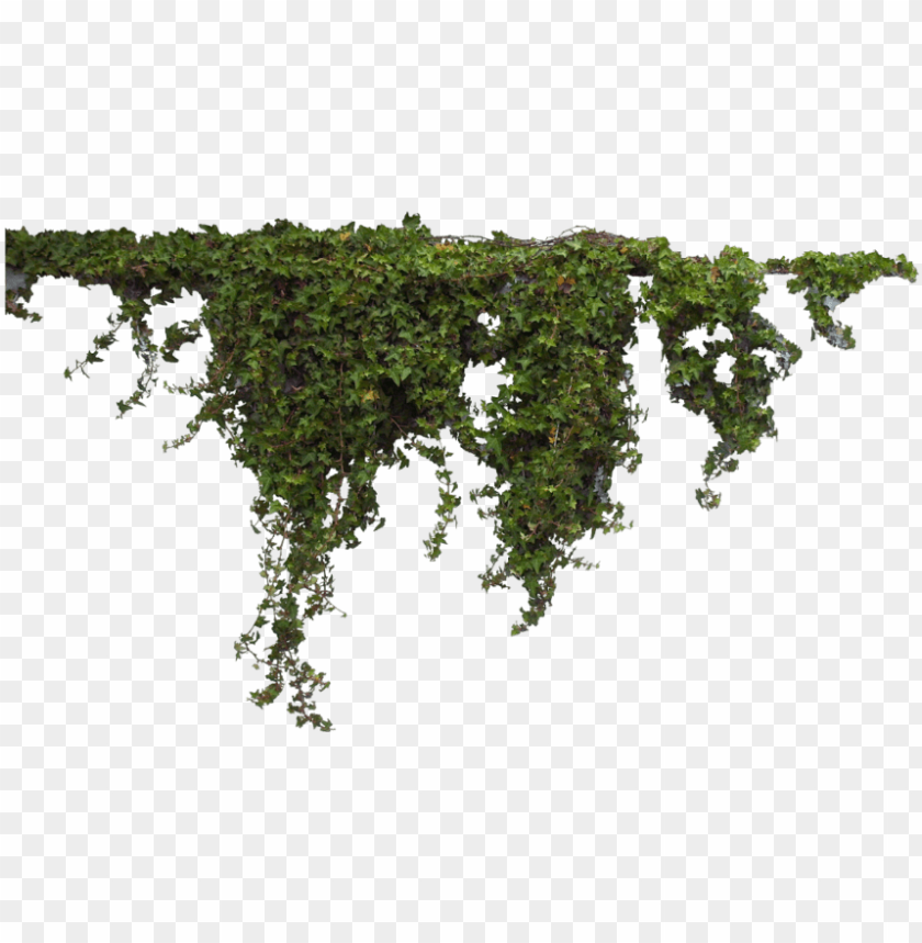 hanging ivy PNG transparent with Clear Background ID 162574