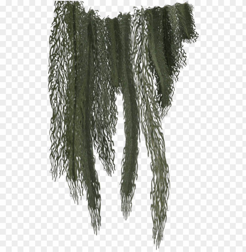 hanging moss png jungle vines clip art PNG transparent with Clear Background ID 224846