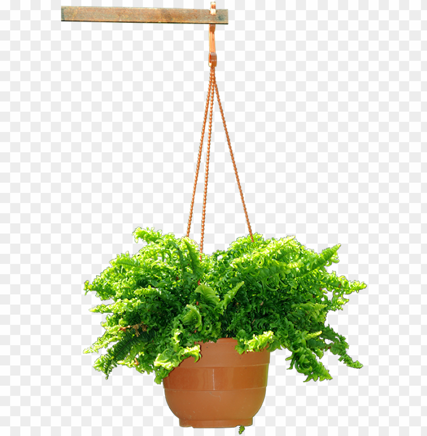 Hanging Plant Hanging Flower Plants PNG Image With Transparent Background