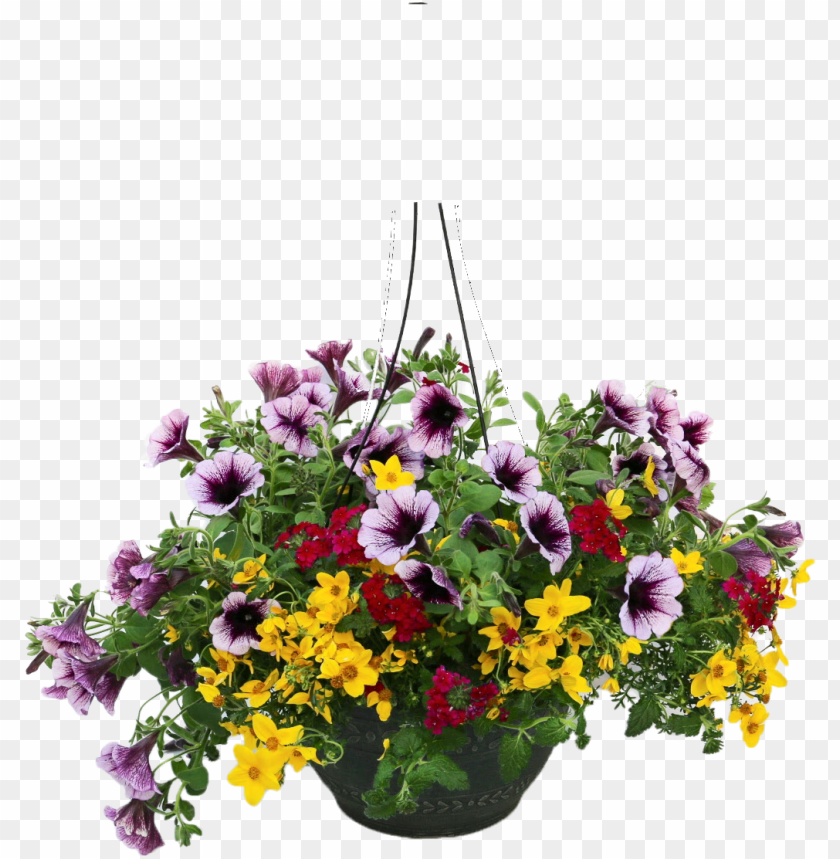free PNG hanging plants png - hanging flower pot PNG image with transparent background PNG images transparent