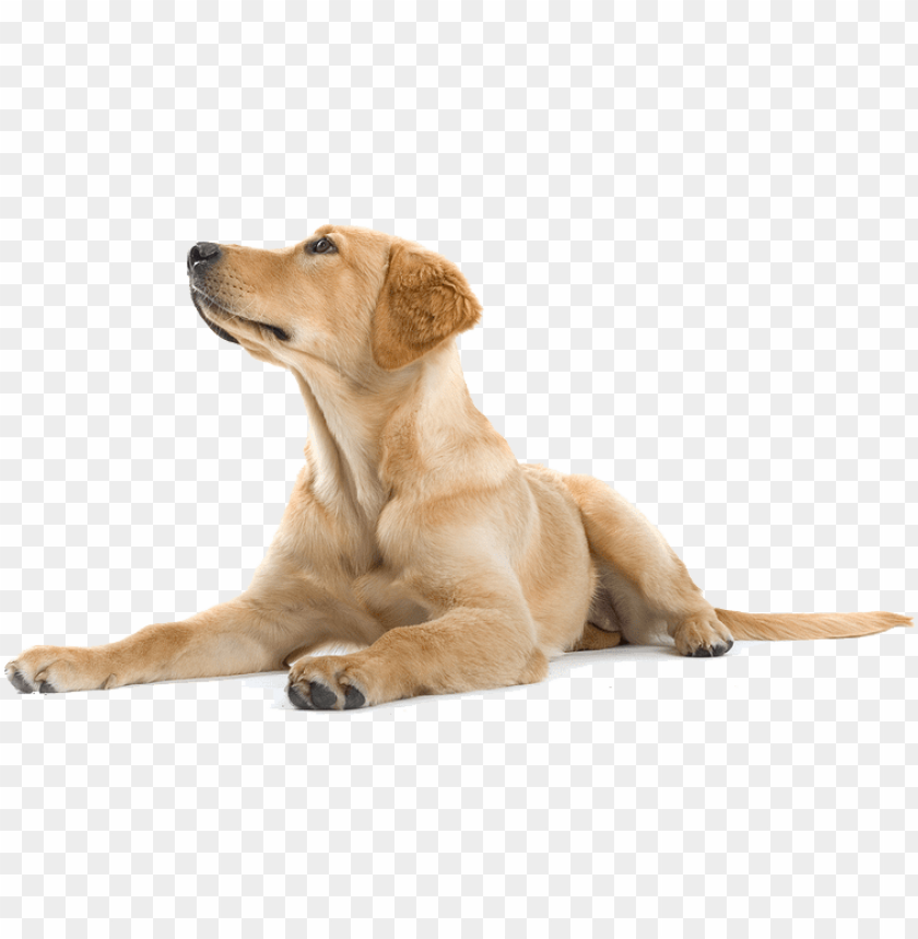 dog png