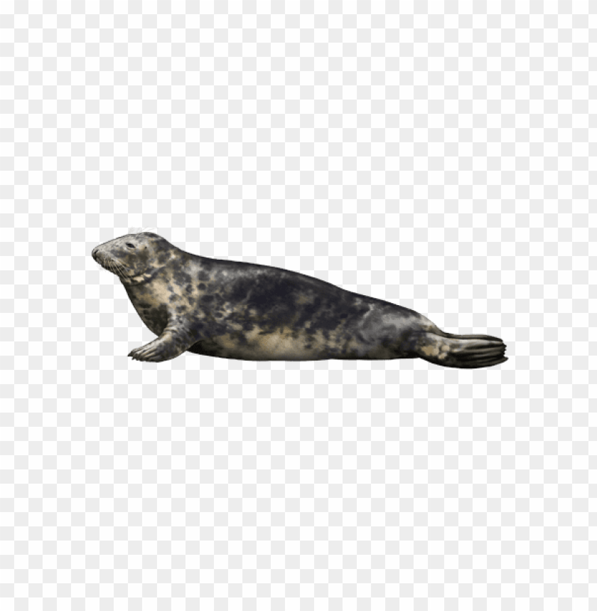 Harbor Seal Png Images Background - Image ID 37185