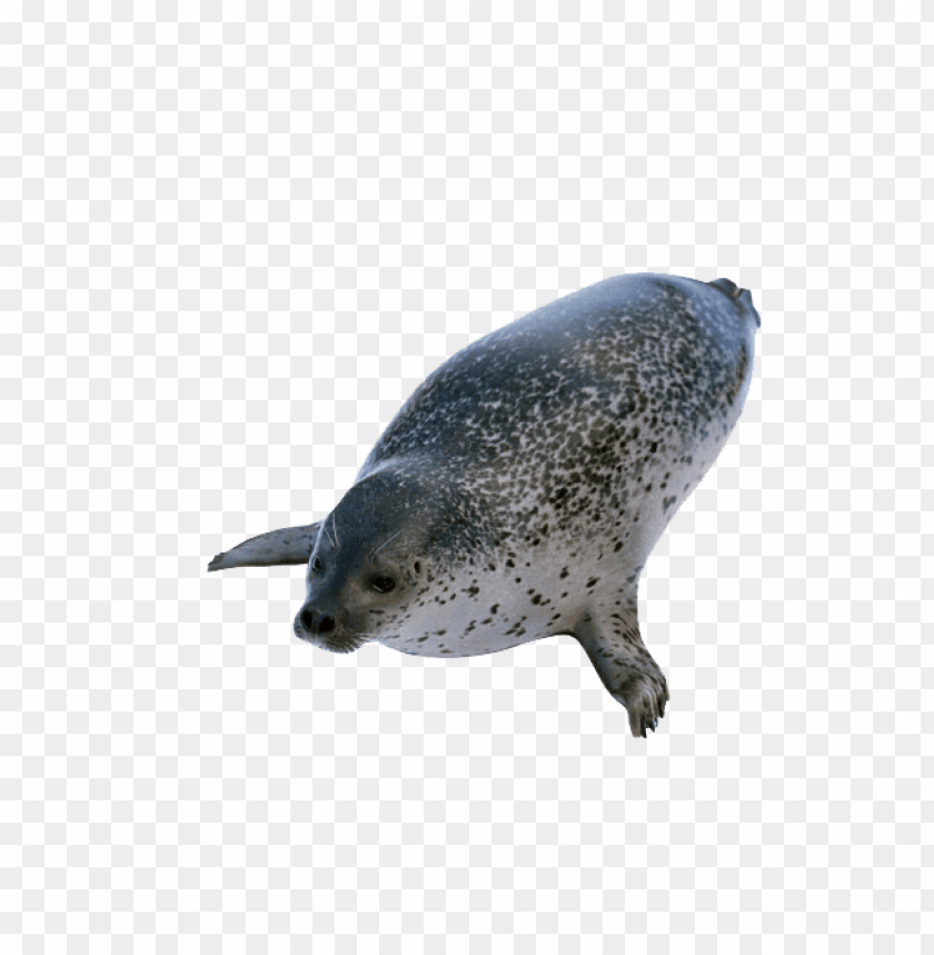 harbor seal,animals