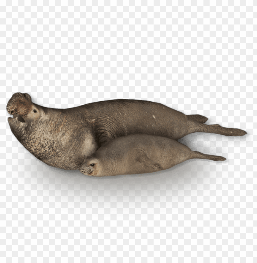 Harbor Seal Png Images Background - Image ID 37190