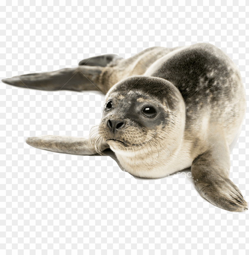 harbor seal,animals