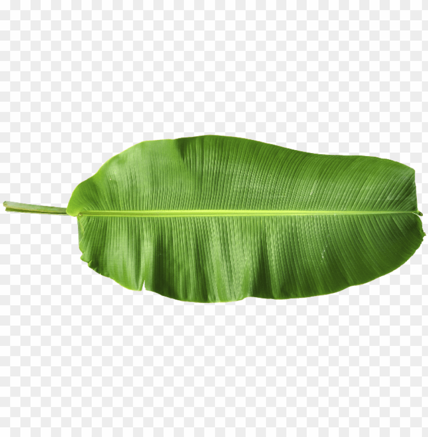 harmony & nature - banana leaf png hd PNG image with transparent background  | TOPpng