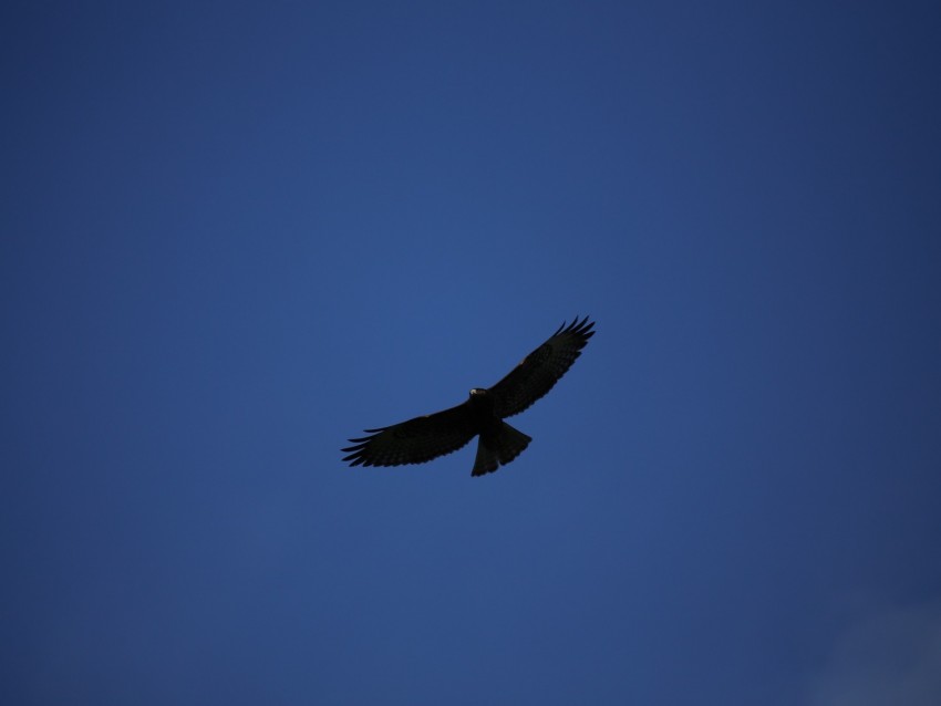 hawk, bird, predator, flight, sky, minimalism
