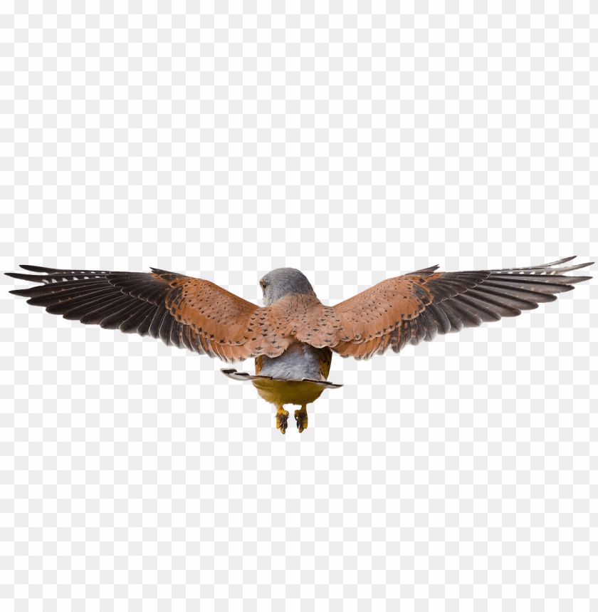 hawk flying png bird PNG transparent with Clear Background ID 205951