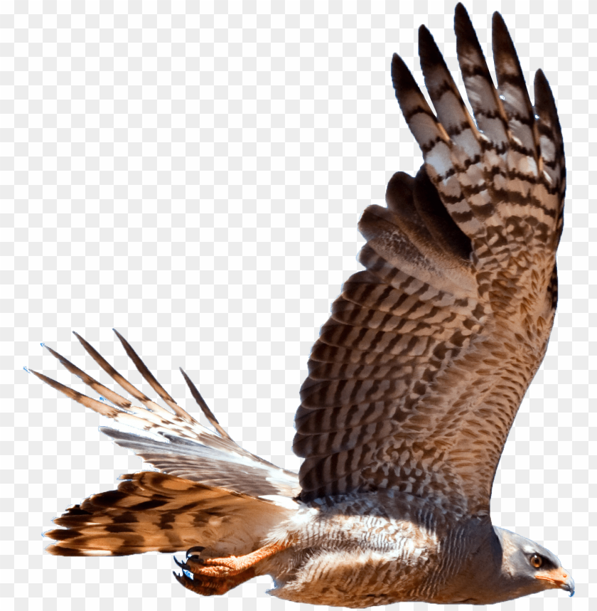 Hawk Png Graphic Stock Hawk Png Image With Transparent Background Toppng - buzzard group roblox