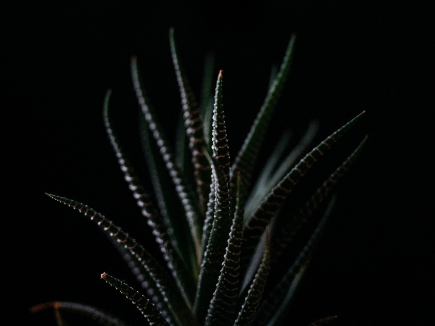 haworthia, succulent, plant, leaves, dark