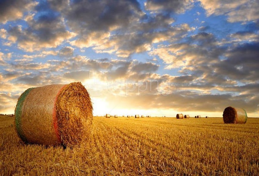 hay bale background best stock photos@toppng.com