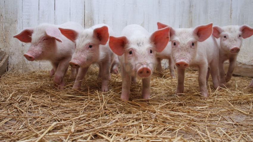 hay, much, pig, piggery wallpaper background best stock photos@toppng.com