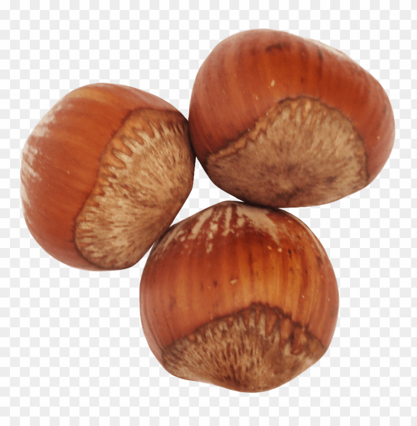 hazelnut png - Free PNG Images ID 5512