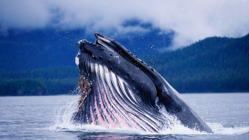 head splash water whale wallpaper background best stock photos - Image ID 160892