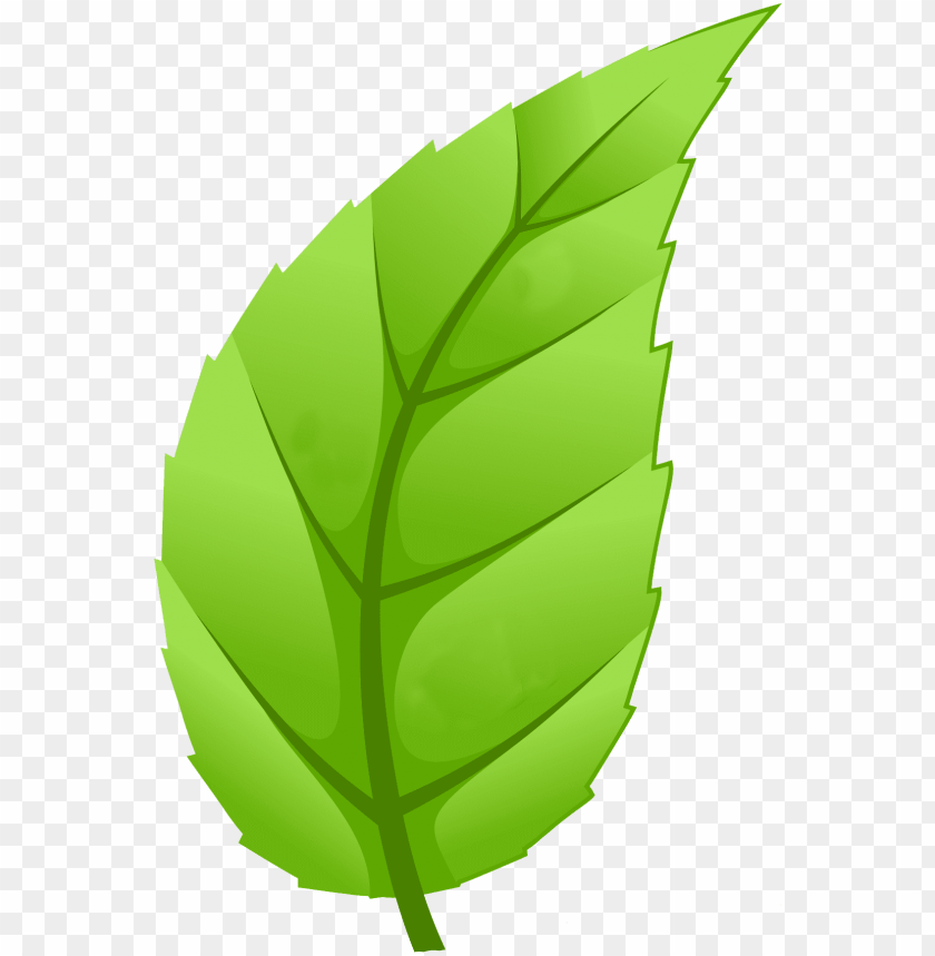 health, forest, tree, leaf, communication, illustration, leaves