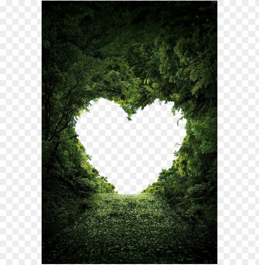 Heart Shape On Nature Trees PNG Image With Transparent Background