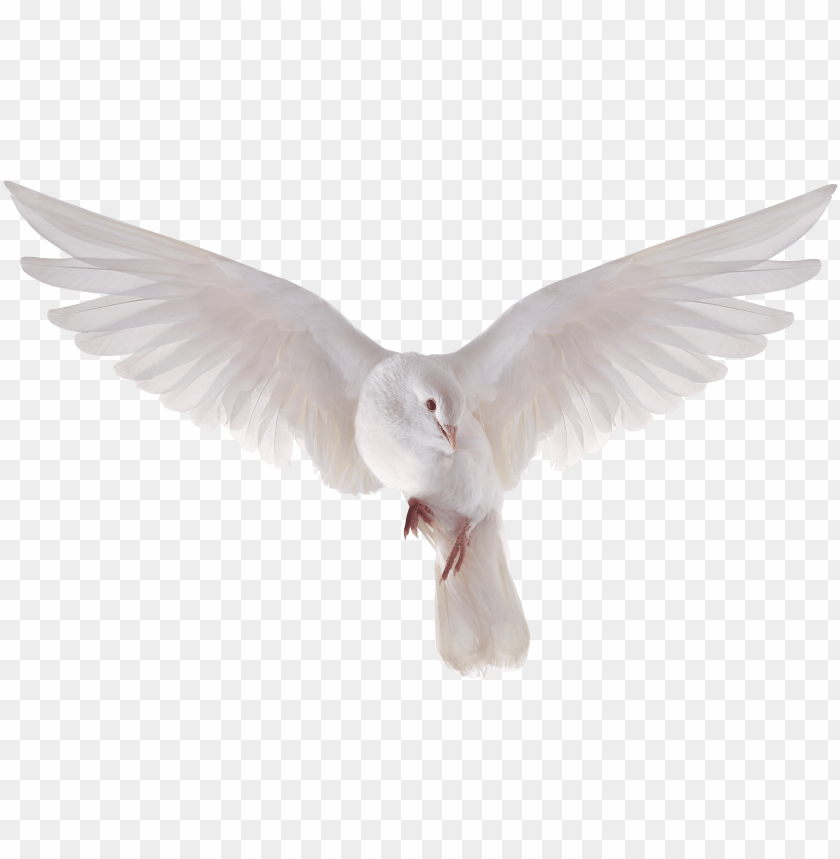 heavenly dove holy spirit transparent png heavenly flying dove PNG transparent with Clear Background ID 163605