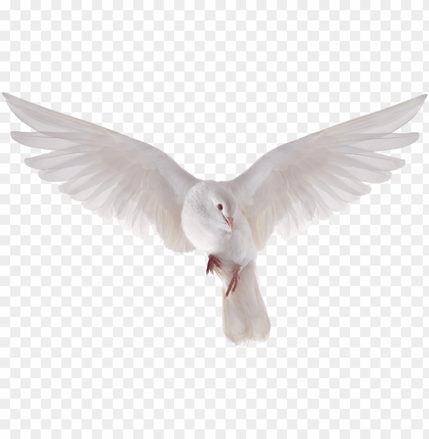 Heavenly Dove Holy Spirit Transparent Png Heavenly Flying Dove PNG   Heavenly Dove Holy Spirit Transparent Png Heavenly Flying Dove 11562855120k1hqlurhu6 