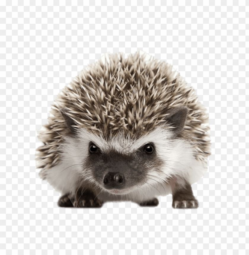 animals, hedgehogs, hedgehog front view, 