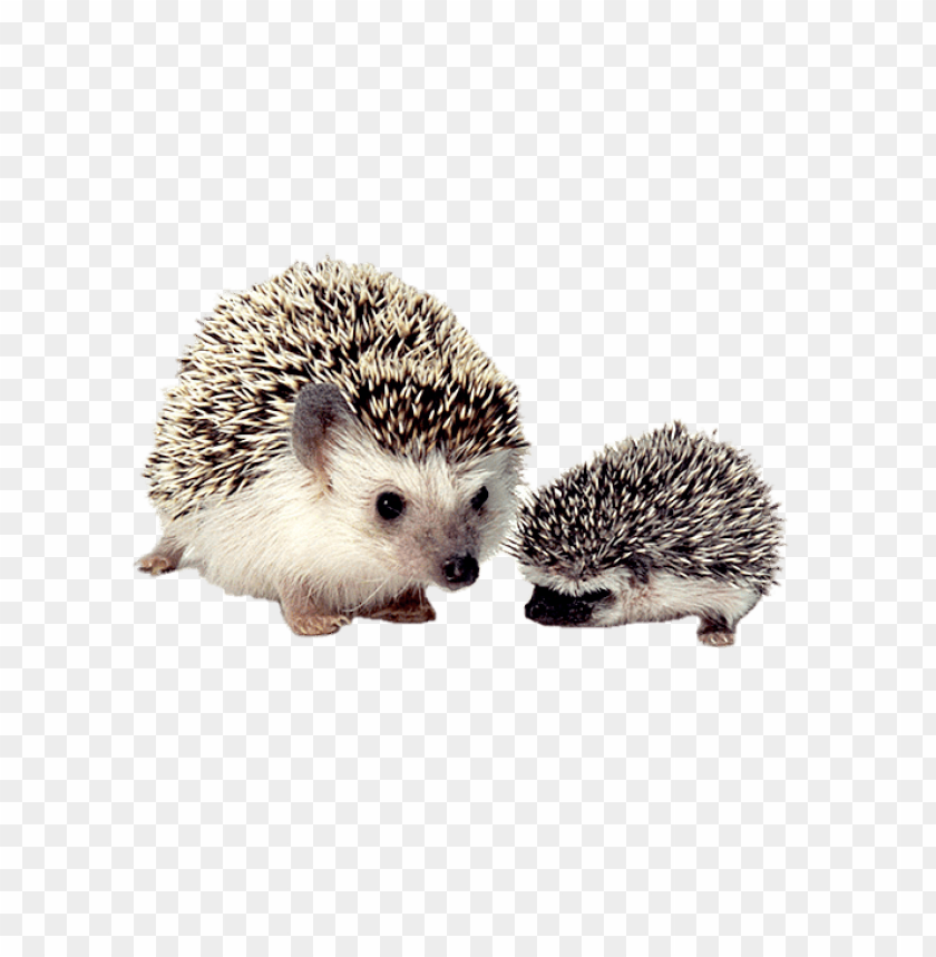 animals, hedgehogs, hedgehog mother and baby, 