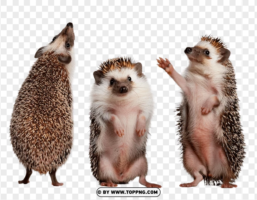 Group Of Hedgehogs Sitting Together PNG Transparent Background