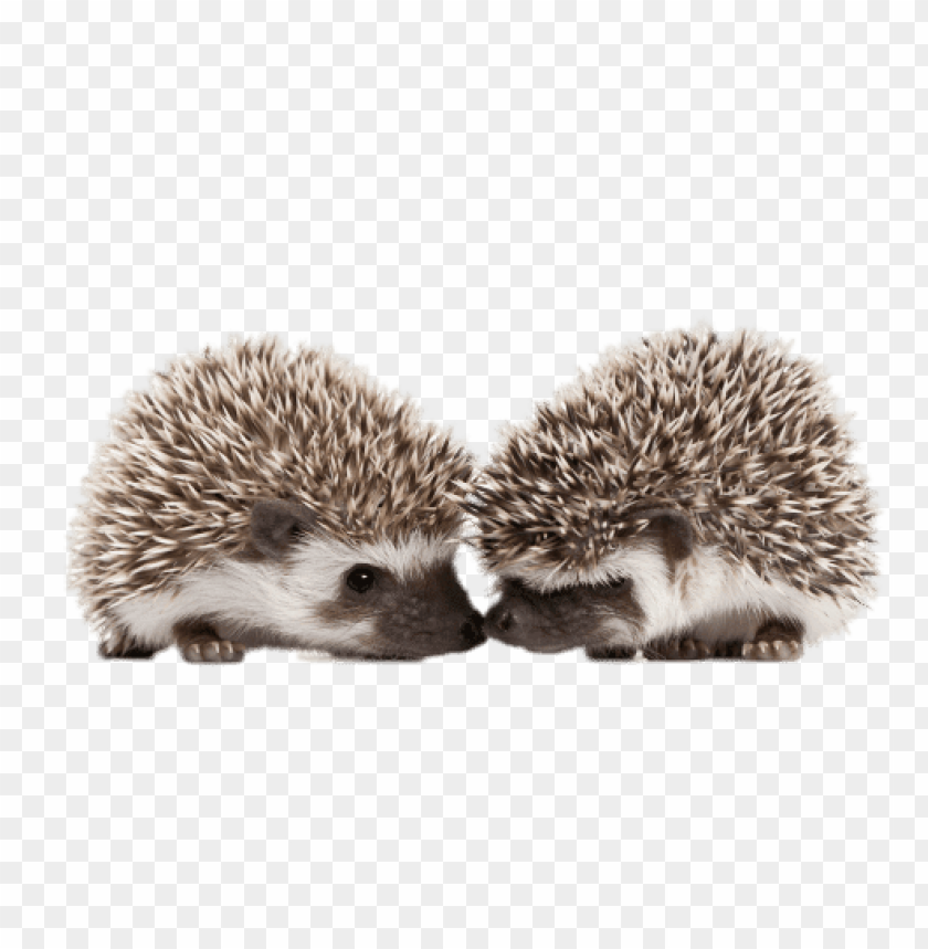 animals, hedgehogs, hedgehogs touching snouts, 