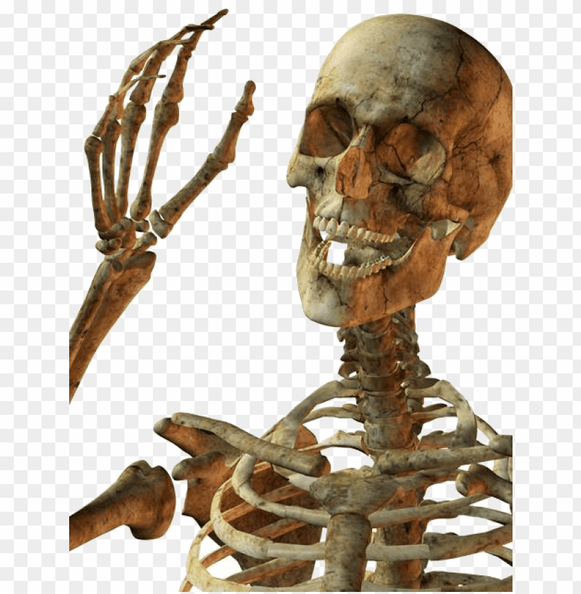 people, skulls and skeletons, hello skeleton, 