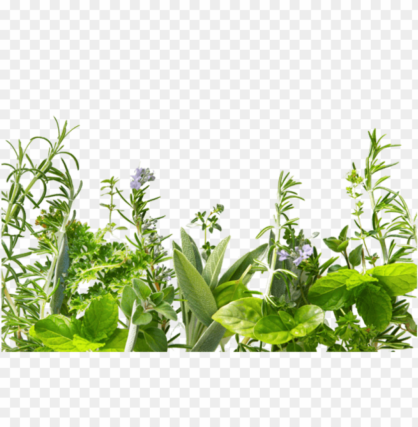 Download herb png images background | TOPpng