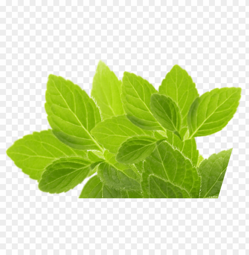 PNG image of herb with a clear background - Image ID 8623