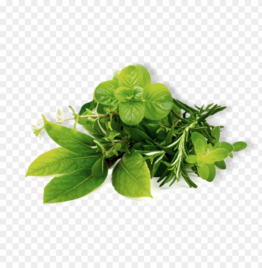 herb, grass, weed, pasture,medicinal plant, quassia, herb