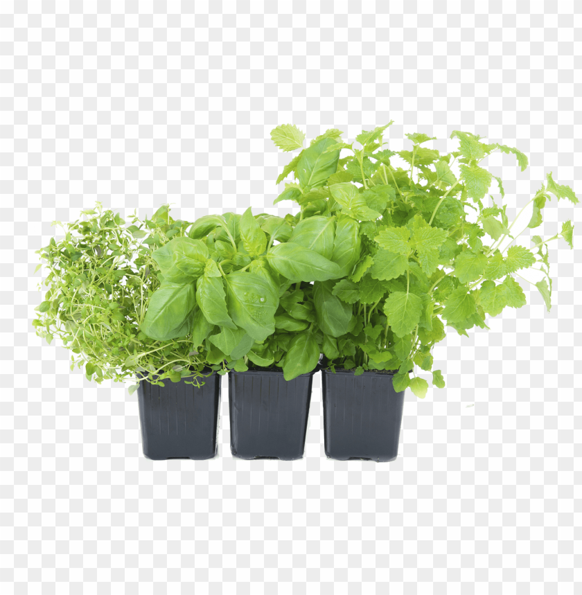 herb, grass, weed, pasture,medicinal plant, quassia, herb