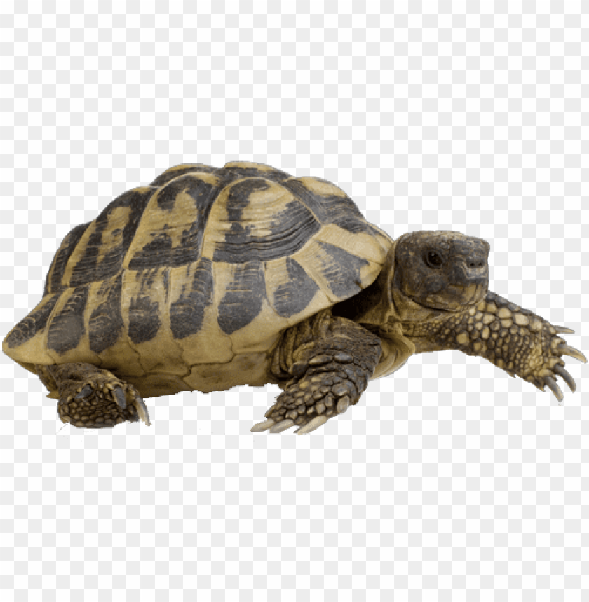 animals, tortoises, hermann's tortoise walking, 