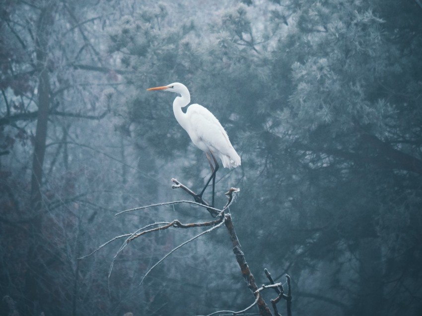 heron, bird, branch, fog