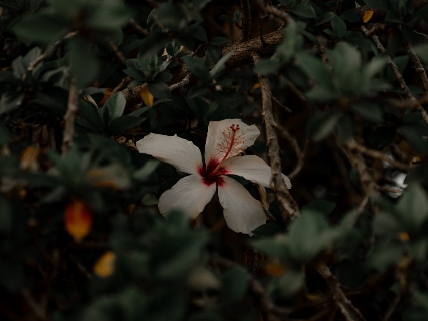 hibiscus, flower, white, branches, leaves