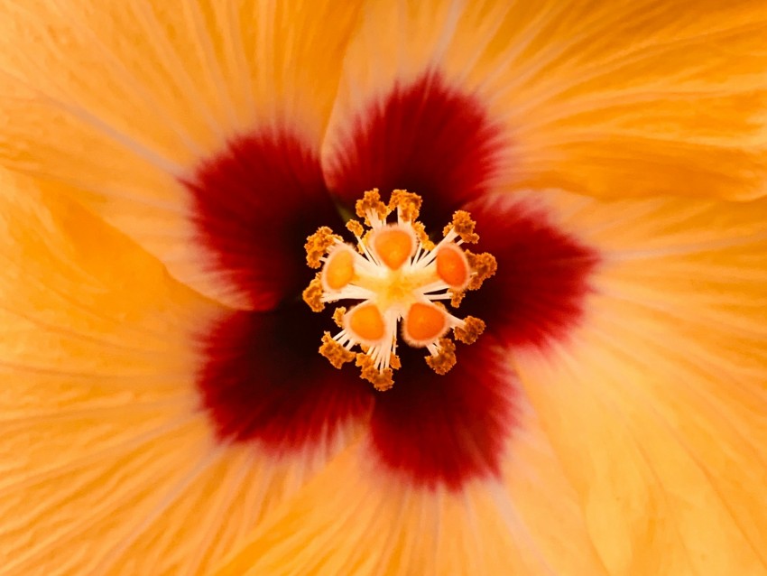hibiscus, flower, yellow, macro, closeup
