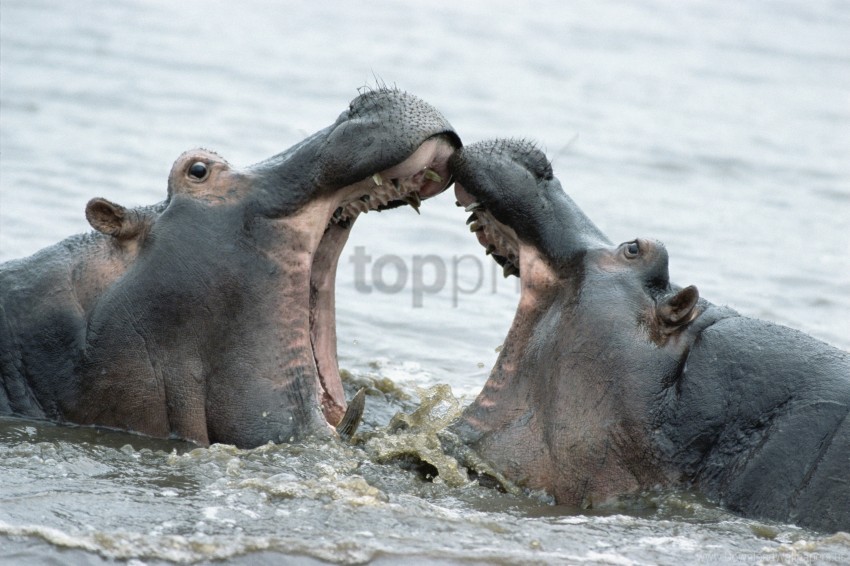 Hierarchy Hippos Male Struggle Wallpaper Background Best Stock