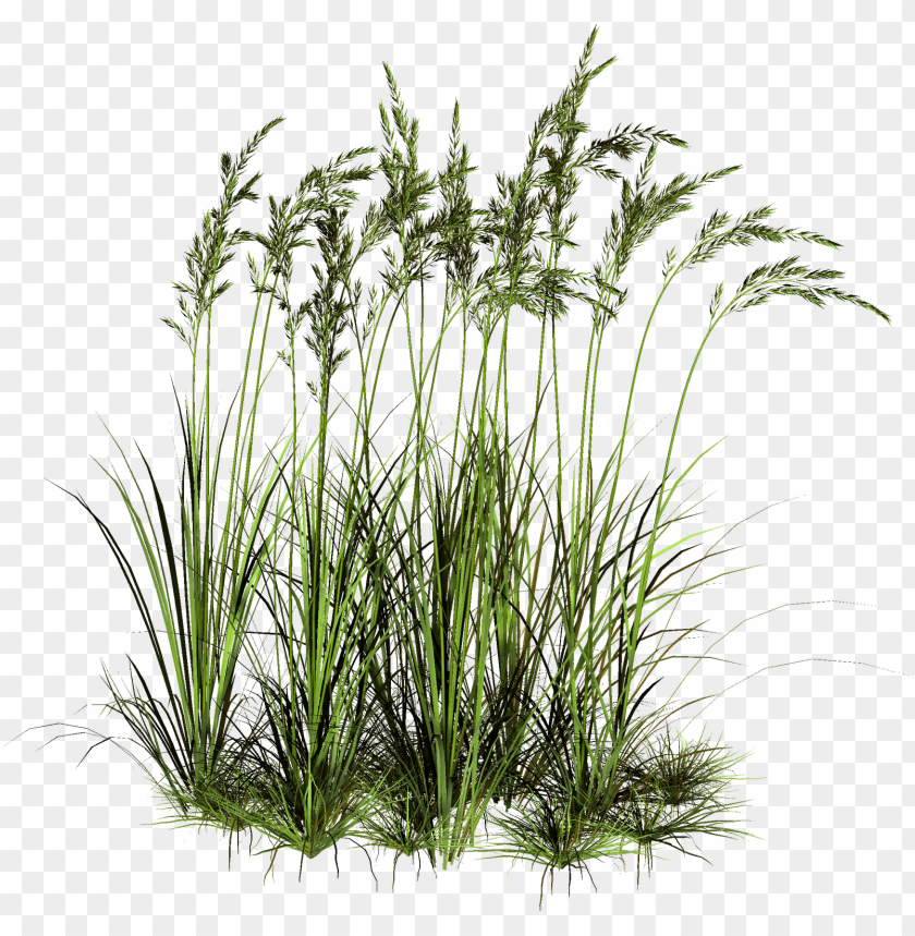 High Grass Cut Out PNG Transparent With Clear Background ID 79215