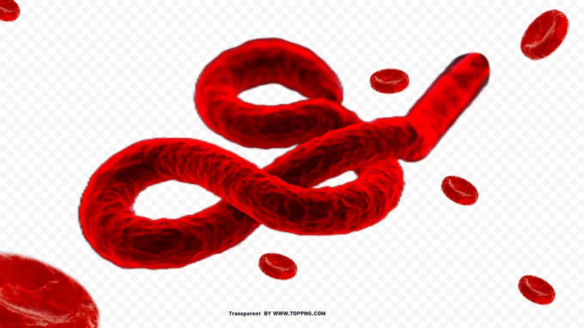 high quality cutout image of marburg virus copy , Marburg Virus, Virus, Deadly, Pathogen,corona,Virus png