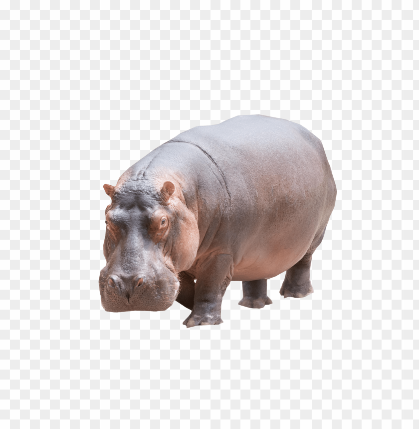 
hippopotamus
, 
hippo
, 
hippo standing
, 
gray
