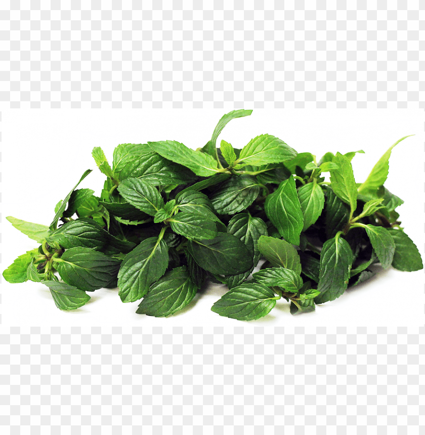 Hoja De Menta PNG Transparent With Clear Background ID 101372