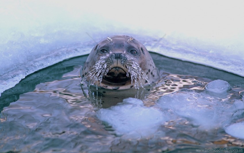 hole, ice, mustache, sea, seal wallpaper background best stock photos |  TOPpng