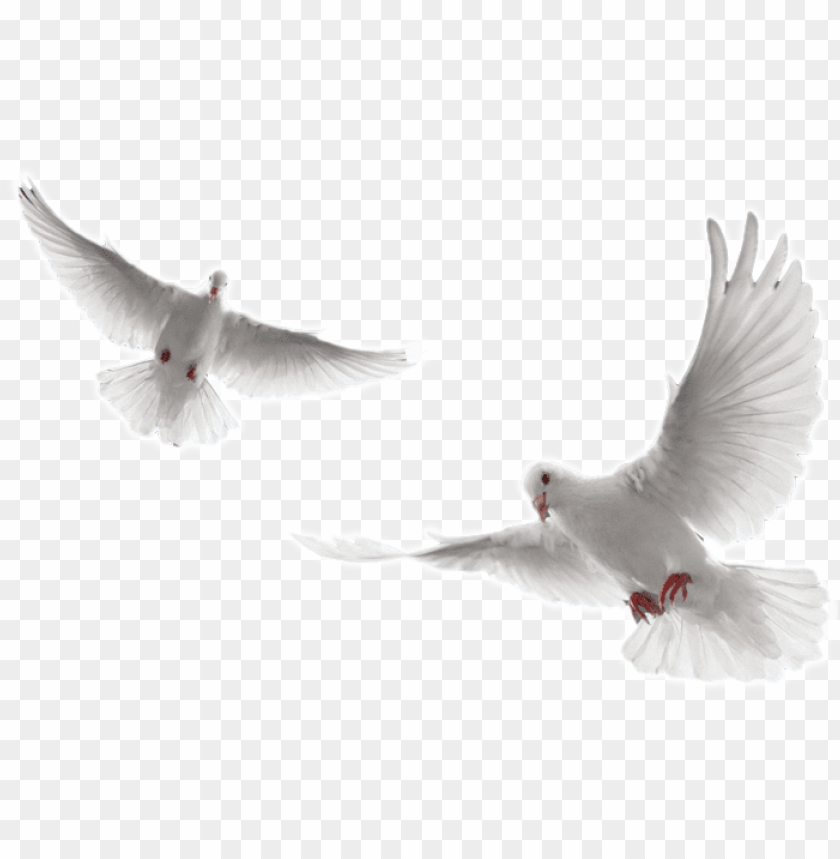 holy spirit dove png - white doves flying PNG image with transparent  background | TOPpng
