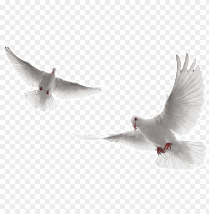 white dove flying drawing