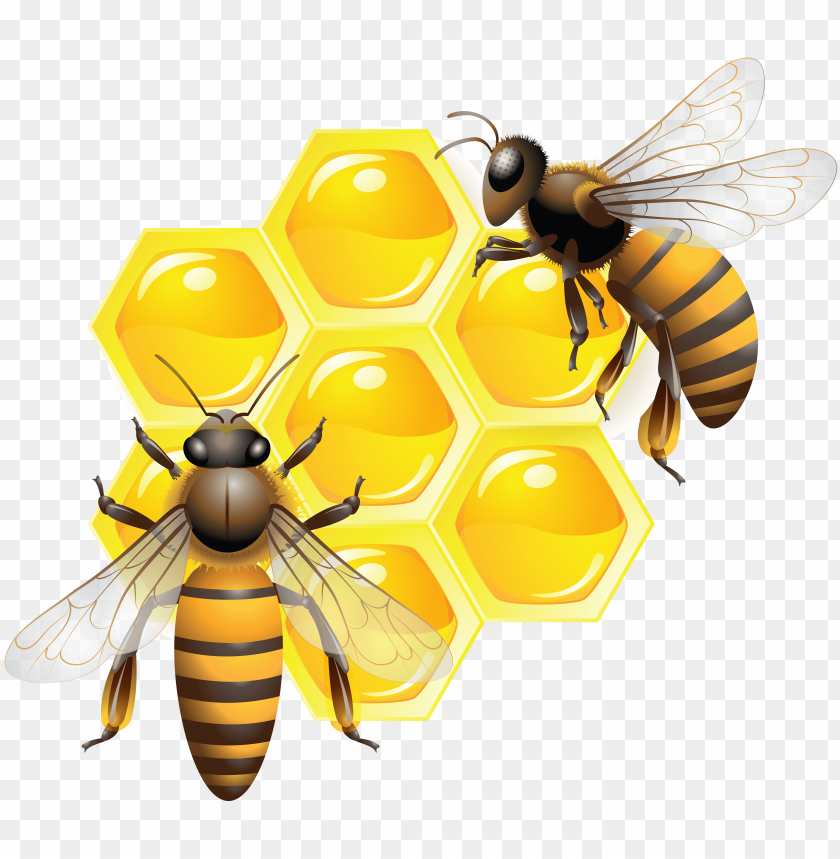 
honey
, 
sweet
, 
bees
, 
sugar
