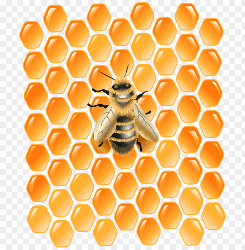 honeycomb with bee